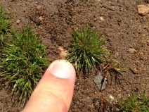 Juncus bufonius var. occidentalis
