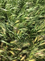 Hordeum marinum