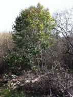 Ligustrum vulgare