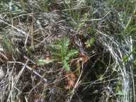 Crupina vulgaris