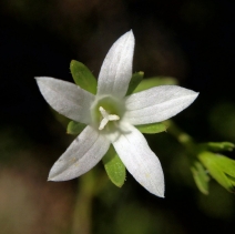 Githopsis diffusa ssp. candida