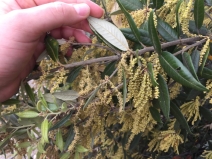 Quercus chrysolepis