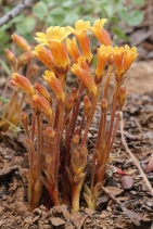 Orobanche fasciculata