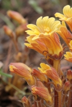 Orobanche fasciculata