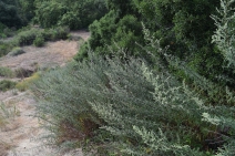 Artemisia palmeri