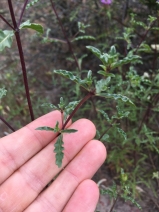 Monardella sinuata ssp. sinuata