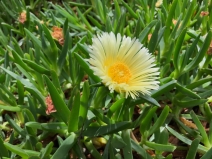 Carpobrotus edulis