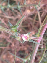 Salsola australis