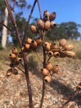 Search for Plants Results - Calflora