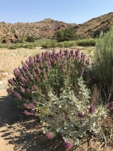 Salvia dorrii