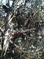 Eucalyptus pulverulenta