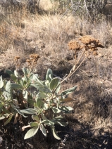 Eriodictyon traskiae ssp. smithii