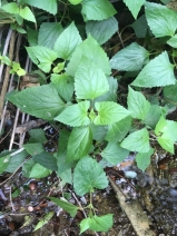 Ageratina adenophora