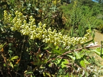 Artemisia douglasiana