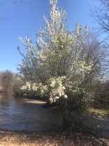 Malus pumila