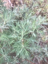 Artemisia palmeri