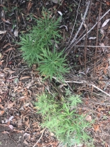Artemisia palmeri