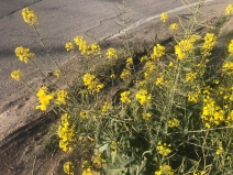 Brassica rapa