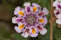 Phyla nodiflora