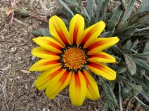 Gazania longiscapa