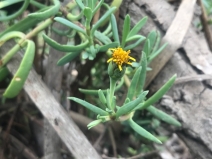 Jaumea carnosa