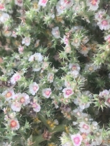Salsola tragus