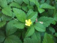 Duchesnea indica var. indica