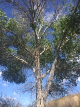 Populus fremontii