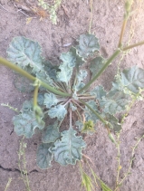 Eriogonum gracile