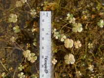 Marsilea vestita ssp. vestita