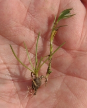 Pilularia americana