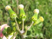 Senecio vulgaris
