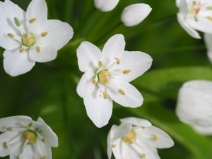 Allium neapolitanum