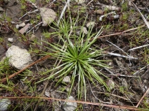 Isoetes orcuttii