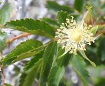 Rosa woodsii