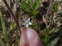Githopsis diffusa ssp. candida