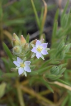Spergularia macrotheca var. macrotheca