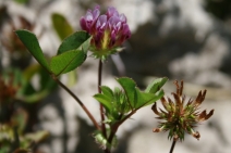 Trifolium polyodon