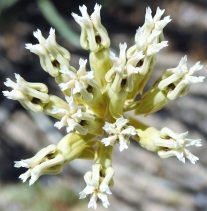 Asclepias subulata