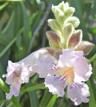 Chilopsis linearis ssp. arcuata