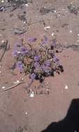 Monardella undulata ssp. undulata
