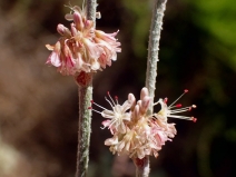 Eriogonum elongatum var. elongatum