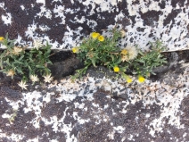 Erigeron reductus var. reductus
