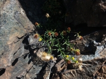 Erigeron reductus var. reductus