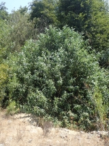 Salix lasiandra var. lasiandra
