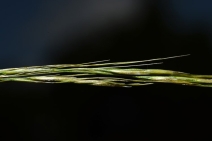 Stipa lepida