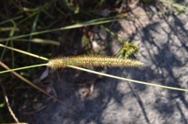 Setaria pumila