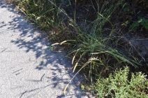 Setaria pumila