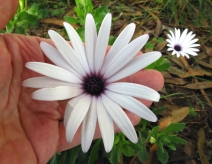 Dimorphotheca ecklonis