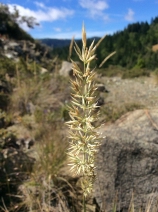 Calamagrostis ophitidis